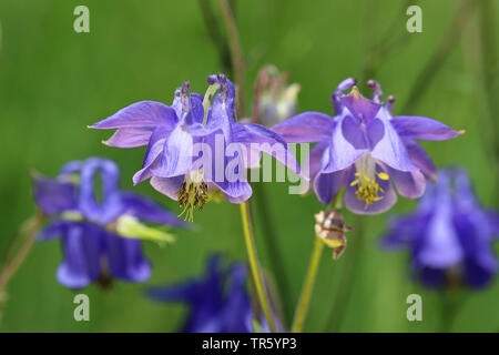 European columbine (Aquilegia vulgaris), blooming, Spain, Ordesa National Park Stock Photo