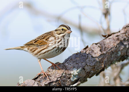 Savannah sparrow (Passerculus sandwichensis), sitting on a branch, USA, Florida, Kissimmee Stock Photo