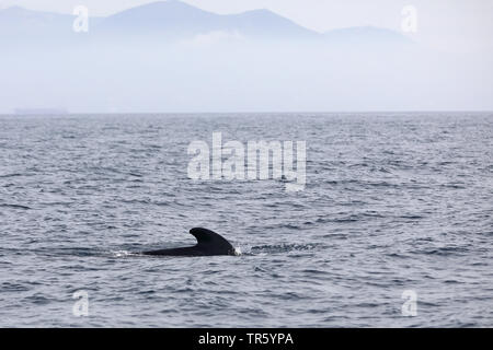 long-finned pilot whale, pothead whale, caaing whale, longfin pilot whale, Atlantic pilot whale, blackfish (Globicephala melas, Globicephala melaena), swimming , Spain, Tarifa, Strasse von Gibraltar Stock Photo