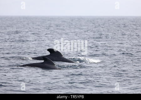 long-finned pilot whale, pothead whale, caaing whale, longfin pilot whale, Atlantic pilot whale, blackfish (Globicephala melas, Globicephala melaena), two swimming longfin pilot whales , Spain, Tarifa, Strasse von Gibraltar Stock Photo