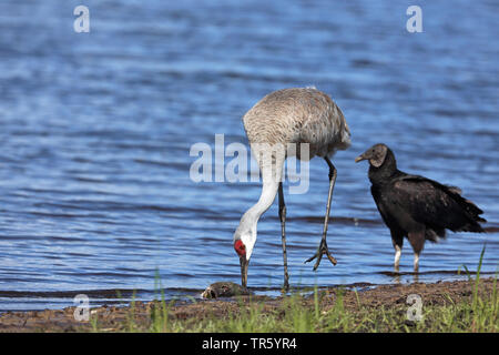 sandhill crane (Grus canadensis, Antigone canadensis), eating dead fish on the lakefront, USA, Florida, Myakka National Park Stock Photo