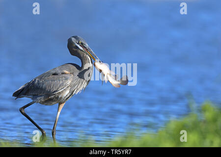 great blue heron (Ardea herodias), with caught fish in the bill on the riverbank, USA, Florida, Myakka National Park Stock Photo