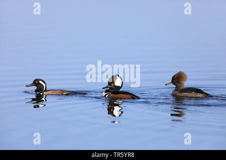 Hooded merganser (Mergus cucullatus, Lophodytes cucullatus), swimming group, USA, Florida, Merritt Island National Wildlife Refuge Stock Photo