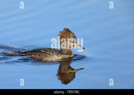 Hooded merganser (Mergus cucullatus, Lophodytes cucullatus), swimming female, USA, Florida, Merritt Island National Wildlife Refuge Stock Photo