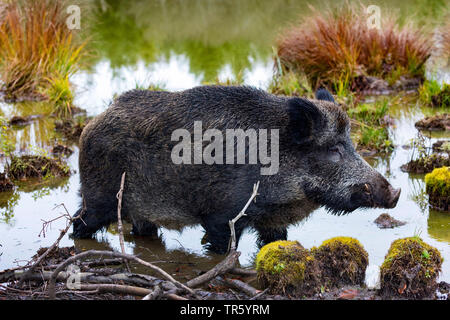 wild boar, pig, wild boar (Sus scrofa), boar crossing forest pond, Germany, Bavaria Stock Photo