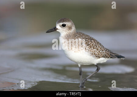 grey plover (Pluvialis squatarola), in eclipse plumage standing in mud flat, USA, Florida, Fort Myers Beach Stock Photo