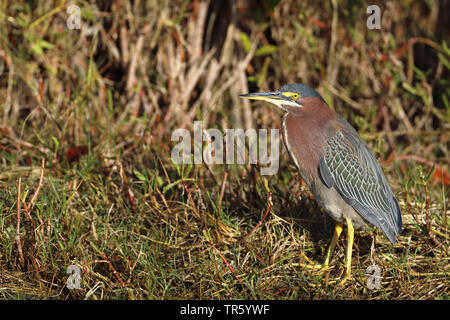 Striated heron, Mangrove heron, Little heron, Green-backed heron (Butorides striata, Butorides striatus), standing in swamp, USA, Florida, Merritt Island National Wildlife Refuge Stock Photo