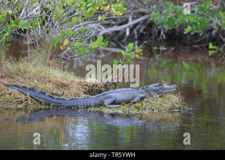 American alligator (Alligator mississippiensis), lying by the waterside in a mangrove, USA, Florida, Merritt Island National Wildlife Refuge Stock Photo