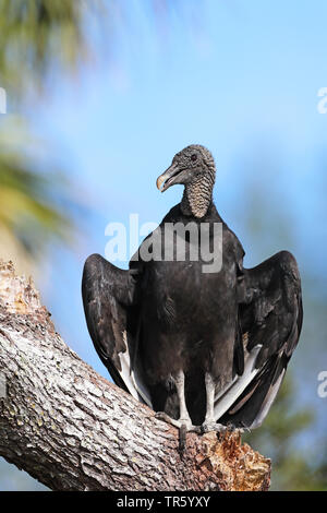 American black vulture (Coragyps atratus), sunbathing on palm, USA, Florida, Merritt Island National Wildlife Refuge Stock Photo