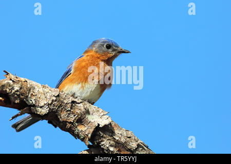Eastern bluebird (Sialia sialis), male on a tree, USA, Florida, Kissimmee Stock Photo