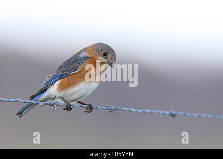 Eastern bluebird (Sialia sialis), female sitting on a fence, USA, Florida, Kissimmee Stock Photo