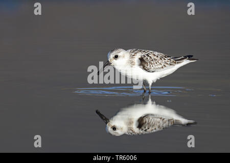 sanderling (Calidris alba), standing on the coast, Spain, Andalusia, Bolonia Stock Photo