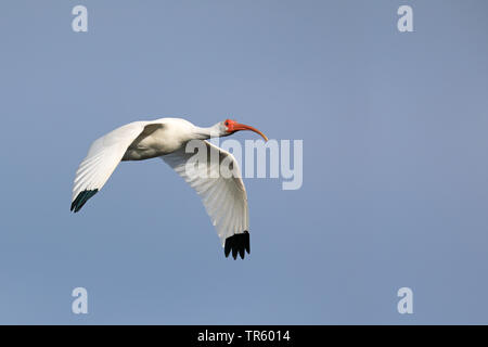 white ibis (Eudocimus albus), flying, USA, Florida, Sanibel Island Stock Photo