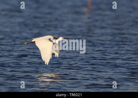 little egret (Egretta garzetta), flying over water, Spain, Andalusia, Sanlucar Stock Photo