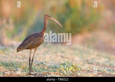 glossy ibis (Plegadis falcinellus), in eclipse plumage, standing beside a rice field, Spain, Andalusia, La Janda