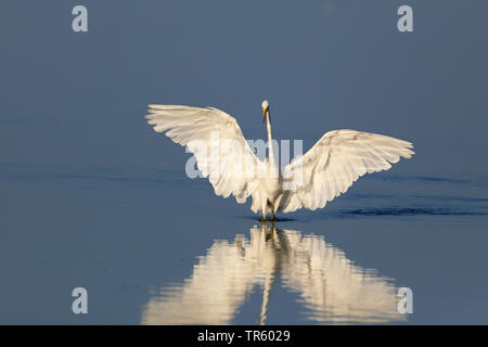 great egret, Great White Egret (Egretta alba, Casmerodius albus, Ardea alba), fishing in shallow water, Netherlands, Frisia Stock Photo