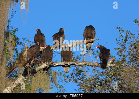 turkey vulture (Cathartes aura), troop sitting in a tree and enjoying the morning sun, USA, Florida, Myakka National Park Stock Photo