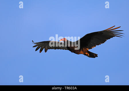 turkey vulture (Cathartes aura), flying in the blue sky, USA, Florida, Sanibel Island Stock Photo