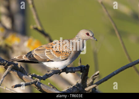 turtle dove (Streptopelia turtur), sitting on a branch, Spain, Tarifa, La Janda Stock Photo