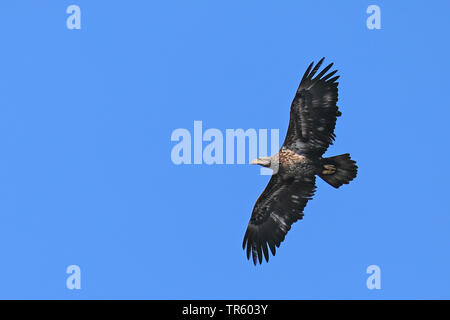 American bald eagle (Haliaeetus leucocephalus), flying in juvenile plumage, USA, Florida, Kissimmee Stock Photo