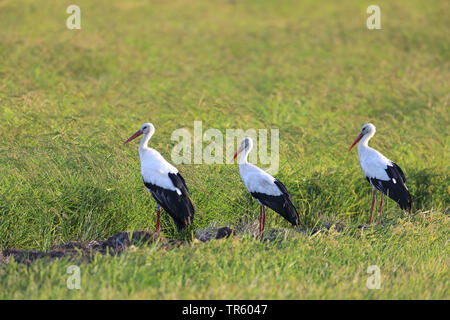 white stork (Ciconia ciconia), three white storks standing together in a rice field, Spain, Tarifa, La Janda Stock Photo
