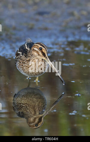 Wilson's snipe (Gallinago delicata), standing in shallow water, USA, Florida, Merritt Island National Wildlife Refuge Stock Photo