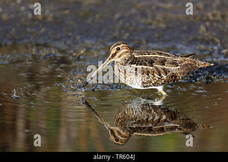 Wilson's snipe (Gallinago delicata), standing in shallow water, USA, Florida, Merritt Island National Wildlife Refuge Stock Photo