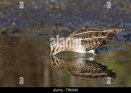 Wilson's snipe (Gallinago delicata), standing in shallow water searching for food, USA, Florida, Merritt Island National Wildlife Refuge Stock Photo