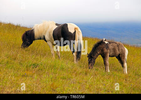 Islandic horse, Icelandic horse, Iceland pony (Equus przewalskii f. caballus), garzing Iceland horses, mare mit foal, Iceland, East Iceland, Seydisfjoerdur Stock Photo