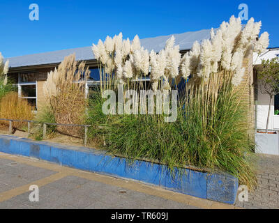 white pampas grass (Cortaderia selloana), blooming in a front garden, Netherlands Stock Photo