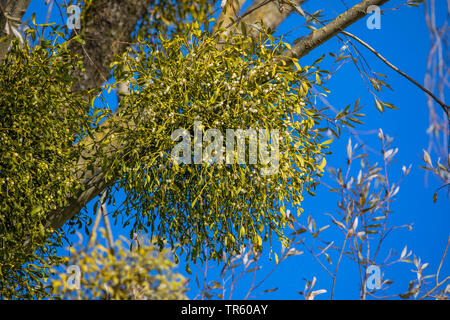 mistletoe (Viscum album subsp. album, Viscum album), with fruits on a silver willow, Germany, Bavaria Stock Photo