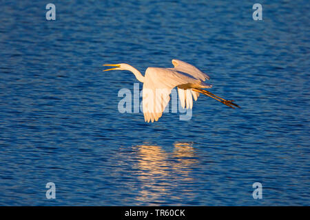 great egret, Great White Egret (Egretta alba, Casmerodius albus, Ardea alba), flying over the lake in the evening light , side view, Germany, Bavaria, Lake Chiemsee Stock Photo