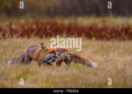 red fox (Vulpes vulpes), two red foxes fighting for prey, Czech Republic, Hlinsko Stock Photo