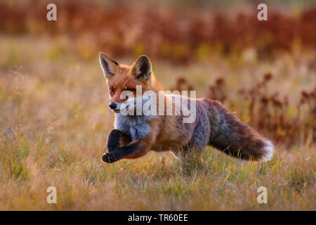 red fox (Vulpes vulpes), running in a meadow and foraging, Czech Republic, Hlinsko Stock Photo