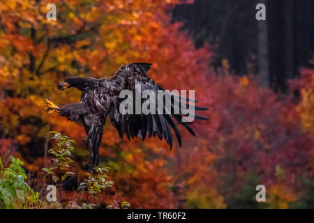 white-tailed sea eagle (Haliaeetus albicilla), landing on a forest lake, side view, Czech Republic, Hlinsko Stock Photo