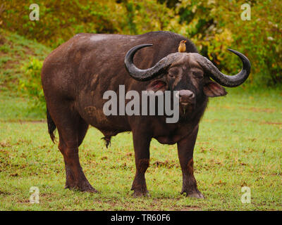 African buffalo (Syncerus caffer), male standing in a meadow with an oxpecker on its head, cleaning symbiosis, Kenya, Masai Mara National Park Stock Photo