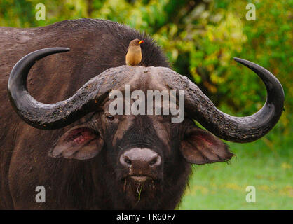 African buffalo (Syncerus caffer), standing in a meadow with an oxpecker on its head, cleaning symbiosis, Kenya, Masai Mara National Park Stock Photo