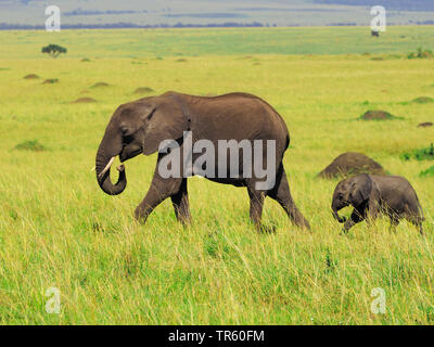 African elephant (Loxodonta africana), cow elephant walking with calf in the savannah, side view, Kenya, Masai Mara National Park Stock Photo