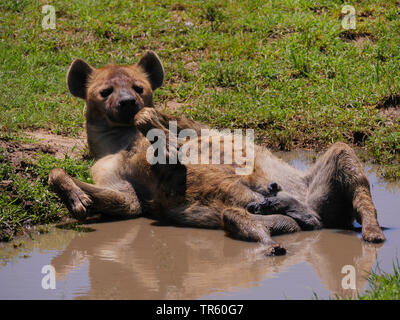 spotted hyena (Crocuta crocuta), lying relaxed in supine position in a puddle, Kenya, Masai Mara National Park Stock Photo