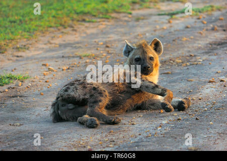 spotted hyena (Crocuta crocuta), lying relaxed on a path, Kenya, Masai Mara National Park Stock Photo