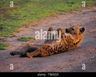 spotted hyena (Crocuta crocuta), lying in supine position relaxed on a path, side view, Kenya, Masai Mara National Park Stock Photo