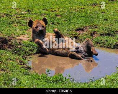 spotted hyena (Crocuta crocuta), lying relaxed in supine position in a puddle, Kenya, Masai Mara National Park Stock Photo