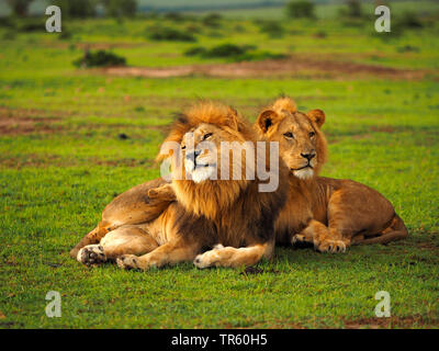 lion (Panthera leo), two brothers lying together in a meadow, Kenya, Masai Mara National Park Stock Photo