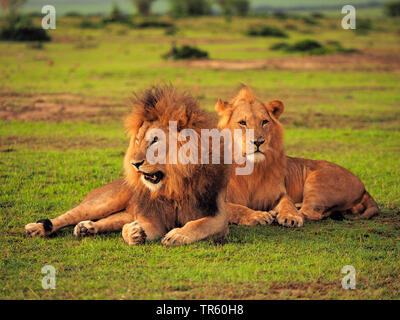 lion (Panthera leo), two brothers lying together in a meadow, Kenya, Masai Mara National Park Stock Photo