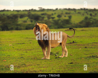 lion (Panthera leo), young male lion standing in the savannah and yawning, side view, Kenya, Masai Mara National Park Stock Photo