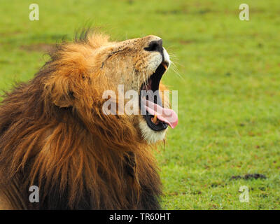 lion (Panthera leo), yawning male lion, portrait, Kenya, Masai Mara National Park Stock Photo