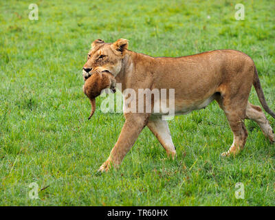 lion (Panthera leo), lioness carrying a pub in the mouth, side view, Kenya, Masai Mara National Park