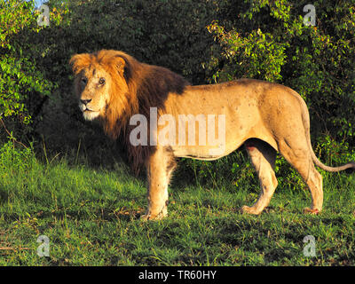 lion (Panthera leo), the old lion Notch standing in a meadow, Kenya, Masai Mara National Park Stock Photo