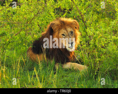 lion (Panthera leo), the old lion Notch lying in the shrub, Kenya, Masai Mara National Park Stock Photo