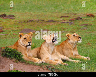 lion (Panthera leo), three lionesses resting together in a meadow, Kenya, Masai Mara National Park Stock Photo